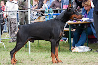 Car Konstantin Dobermann Kup 2010