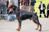 III DOBERMAN SHOW - BACKA PALANKA 2011