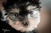 Yorkie terrier puppy