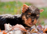 Yorkie terrier puppy