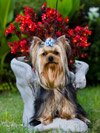 Yorkie terrier puppy